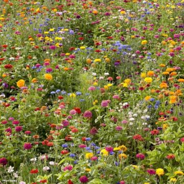 Bloemenweide voor de tuin