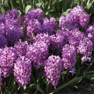 Hyacint Amethyste - Hyacinthus orientalis