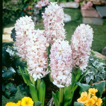 Hyacint City of Bradford - Hyacinthus orientalis