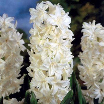 Hyacint dubbel Madame Sophie - Hyacinthus orientalis