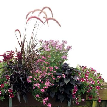 Collectie Rozenborder - 7 soorten eenjarigen