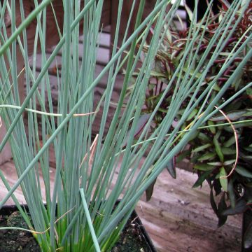 Juncus inflexus Blue Arrows - Zeegroene rus