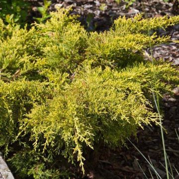 Chinese jeneverbes Goldkissen - Juniperus pfitzeriana