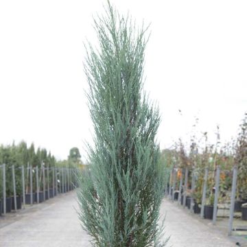 Juniperus scopulorum Blue Arrow - Jeneverbes