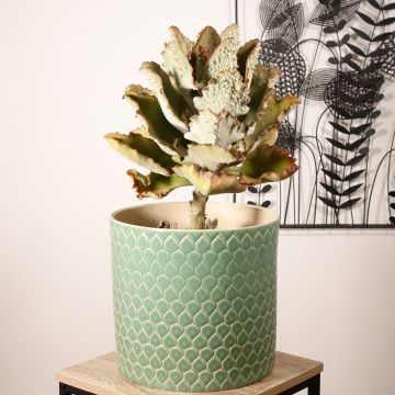 Kalanchoë beharensis Fang - Flambo plant