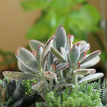 Kalanchoe tomentosa - Pandaplant
