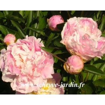 Paeonia lactiflora Katarina Fontaine - Pioenroos