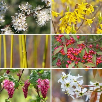 Haagpakket 4-seizoenen Eco