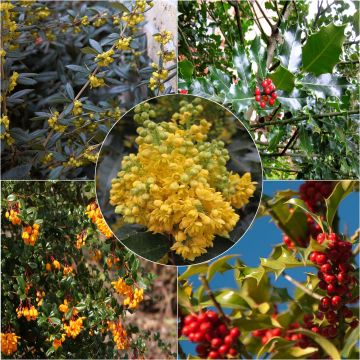 Haagpakket wintergroene en beschermende planten