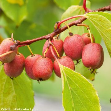 Kiwibes - Actinidia arguta Ken's Red  (vrouwelijk)