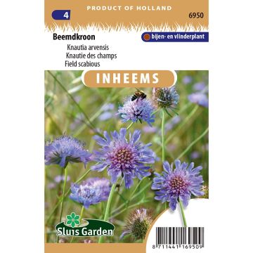 Knautia arvensis (zaad) - Beemdkroon