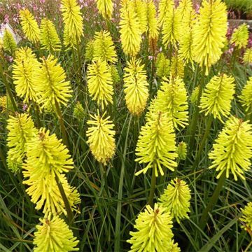 Kniphofia Dorset Sentry - Vuurpijl