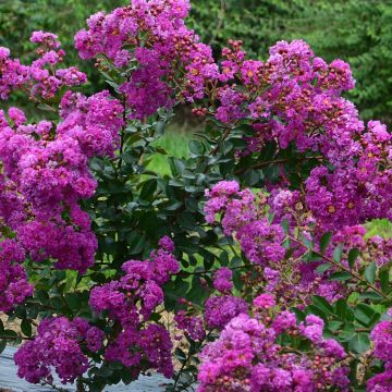 Lagerstroemia indica Violet d'Eté - Indische sering