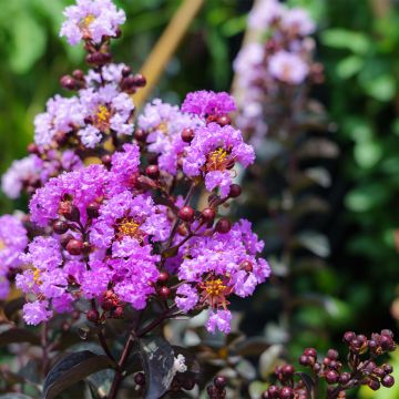 Lagerstroemia indica Black Diamond Lavender Lace - Indische sering