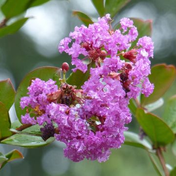 Lagerstroemia indica Petite Canaille mauve - Indische sering