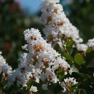Lagerstroemia indica Summer Charm Acoma - Indische sering
