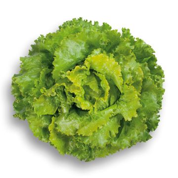 Bataviasla Décision BIO (jonge planten)