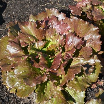 Bataviasla Rouge Relay BIO - Ferme de Sainte Marthe