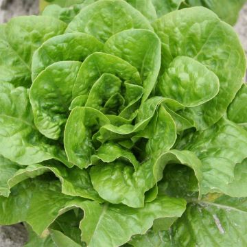 Romaine sla Romaine Chicon du Père Vendi  BIO - Ferme de Sainte Marthe