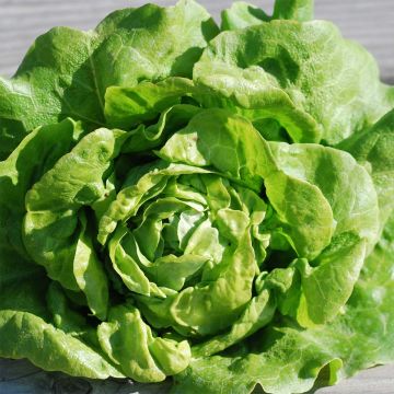 Kropsla Gotte met zwart e zaden BIO - Ferme de Sainte Marthe