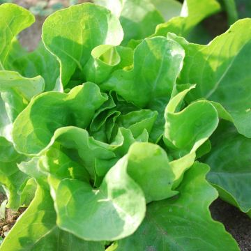 Kropsla La Première BIO - Ferme de Sainte Marthe