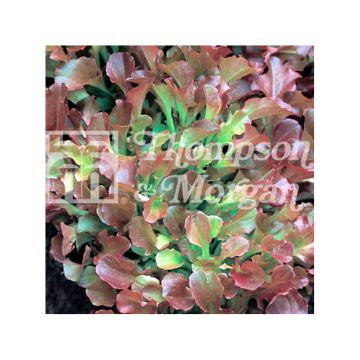 Pluksla Riccia Rossa da Taglio