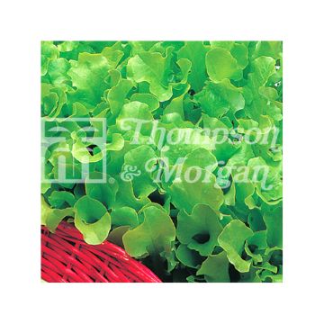 Pluksla Riccia Verde da Taglio