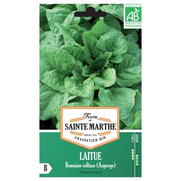 Stengelsla Celtuce BIO - Ferme de Sainte Marthe
