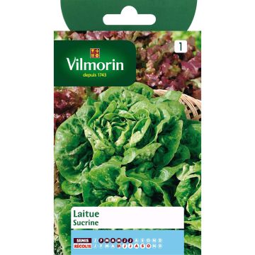 Bindsla Sucrine - Vilmorin