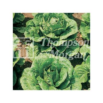 Kropsla Tom Thumb (Klein Duimpje Sla)