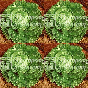 IJsbergsla Webbs Wonderful