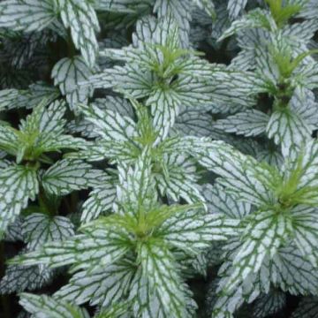 Lamium galeobdolon Hermanns Pride - Lamier doré