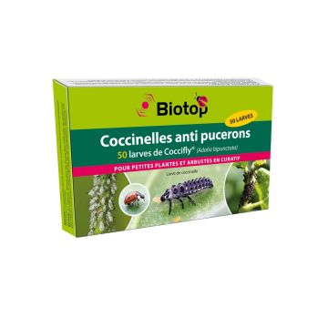 Lieveheersbeestjeslarven Coccifly Biotop tegen bladluis
