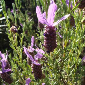 Lavandula stoechas (zaad) - Kuiflavendel