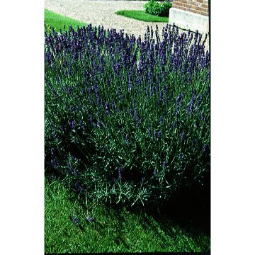 Echte lavendel BIO - Lavandula angustifolia