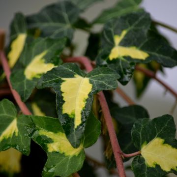 Hedera Goldheart - Klimop