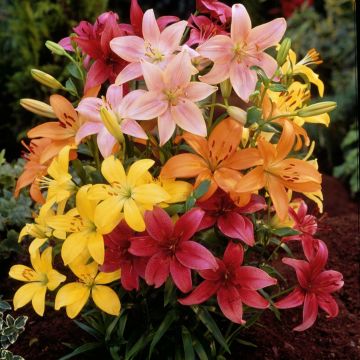 Lilium asiatique Mix - Aziatische lelie Mix