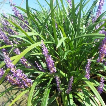 Liriope Super Blue - Leliegras