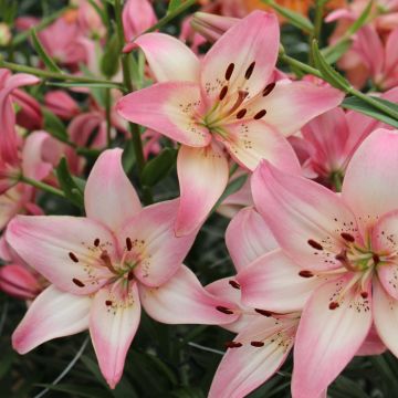 Lilium Rosellas Dream - Aziatische lelie