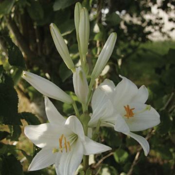Lilium candidum - Madonnalelie