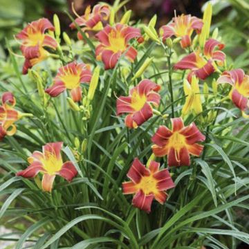 Hemerocallis Everydaylily Red Ribs - Daglelie