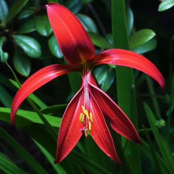 Sprekelia formosissima - Goudlelie