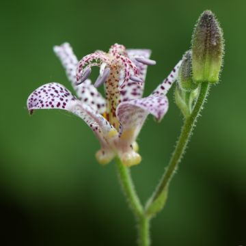 Tricyrtis hirta - Paddenlelie