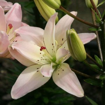Lilium Spring Pink - Aziatische lelie