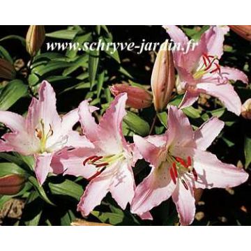 Lilium asiatique Marco Polo - Aziatische lelie