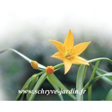 Littonia modesta - Klimlelie