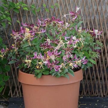 Lonicera periclymenum Chic et Choc - Wilde kamperfoelie