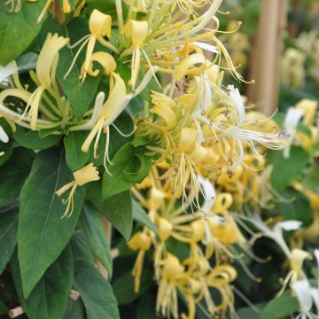 Lonicera similis var. delavayi - Kamperfoelie