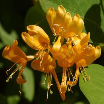 Lonicera brownii Golden Trumpet - Kamperfoelie