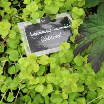Lysimachia nummularia Goldilocks - Penningkruid